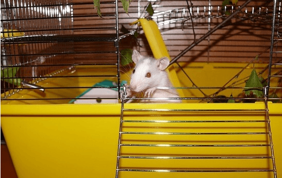 choisir une cage pour rats